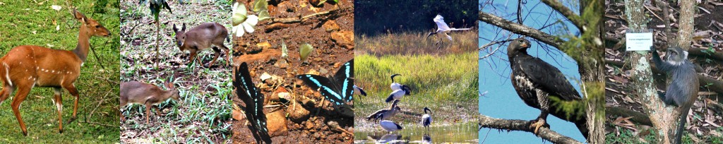 Ecology: Climate & Soils, Plants & Animals – Friends of Karura Forest