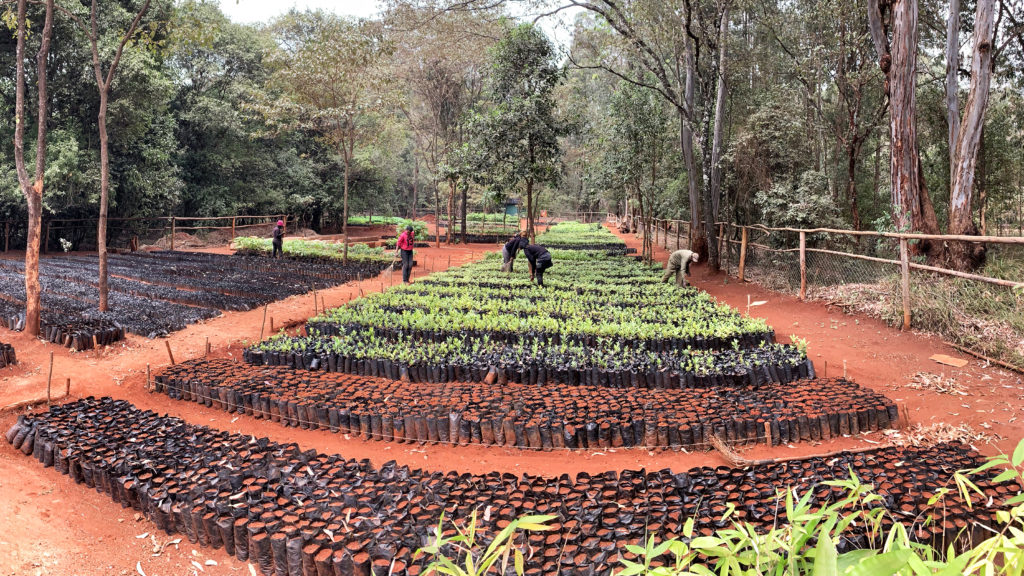 indigenous-tree-shrub-nursery-friends-of-karura-forest