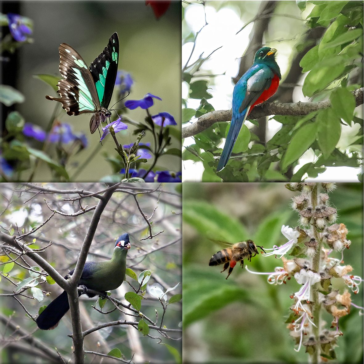 Karura Biodiversity