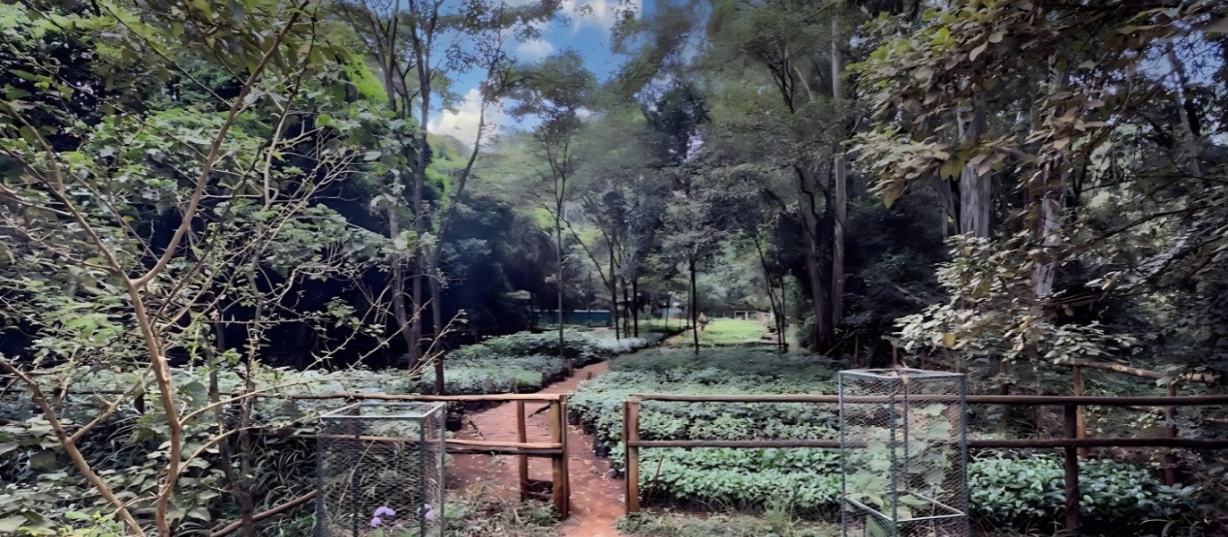 The Karura Forest Reserve Restoration: A Transformation You Can See