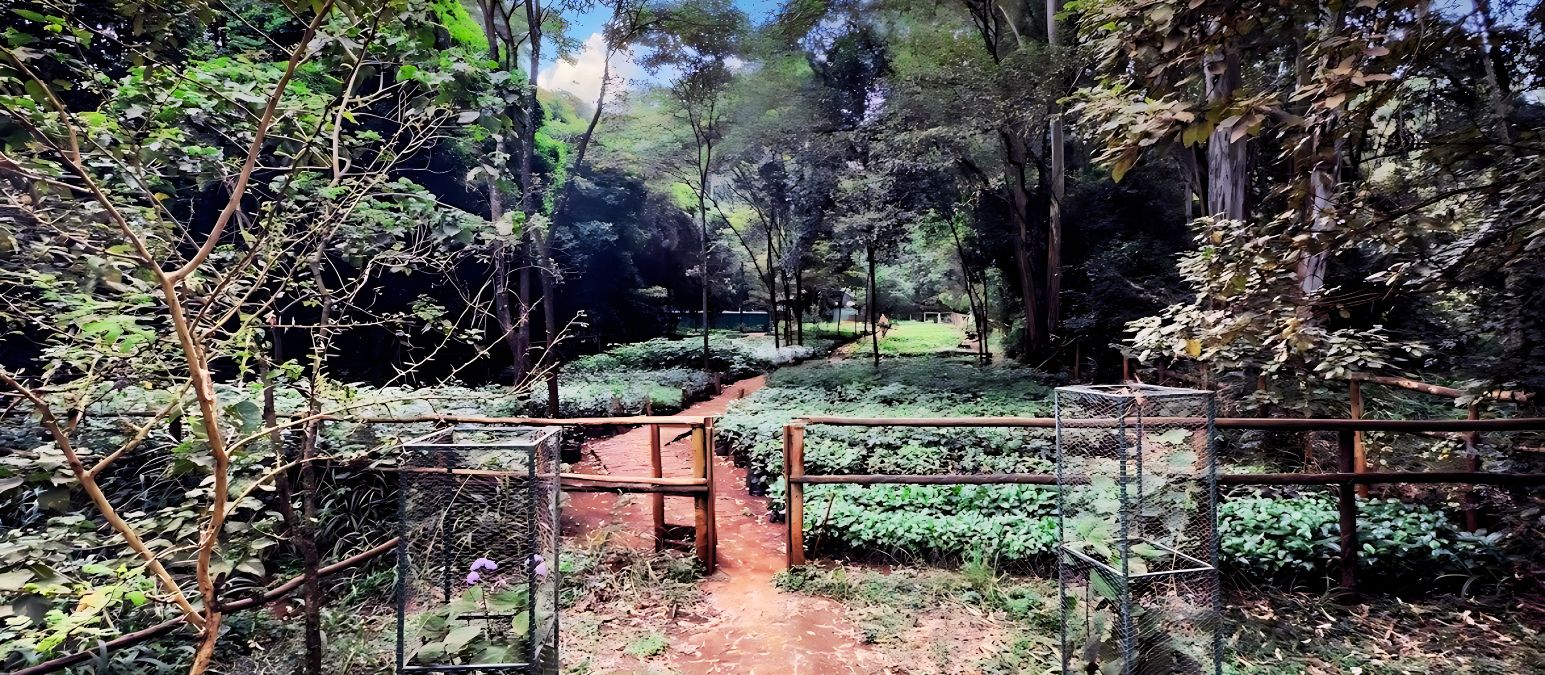 Friends Of Karura Forest (FKF) Refutes Fraud Allegations