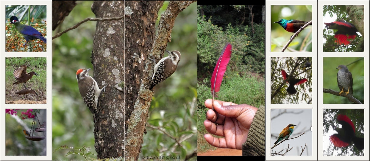 Birds at Karura Forest