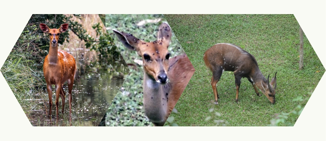 Bush Bucks at Karura