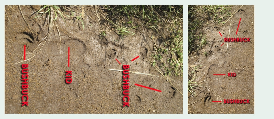 Bushbuck Footprints at Karura Forest