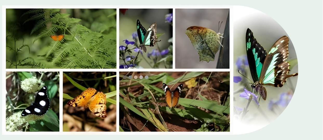 Butterfly Species at Karura Forest