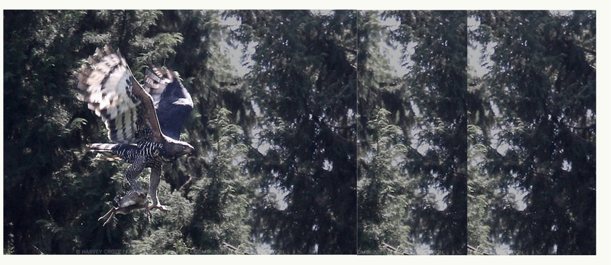 Eagle at Karura Forest