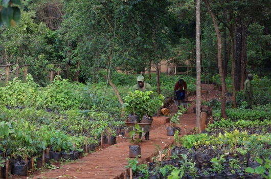Indeginous Tree Nursery at Karura Forest