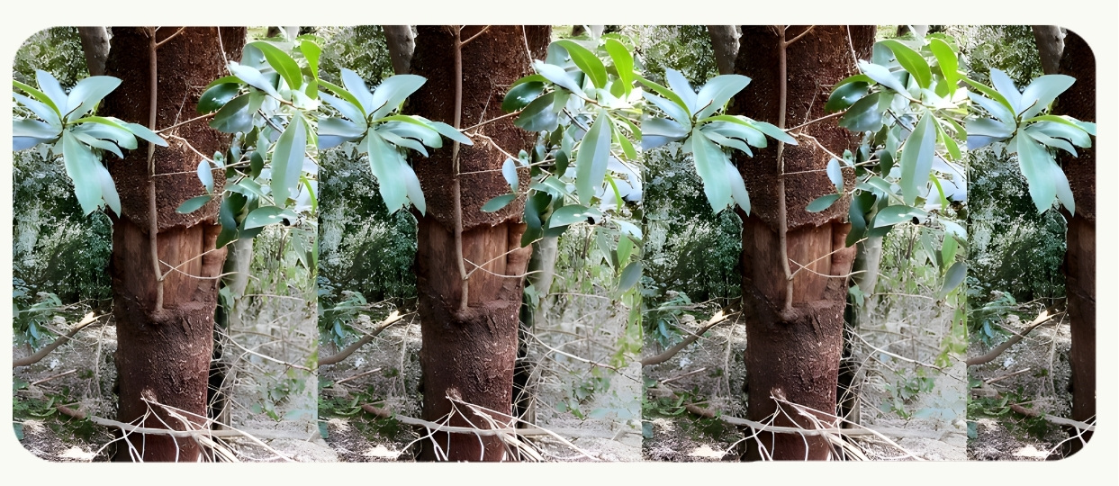 Muthiga Tree at Karura Forest