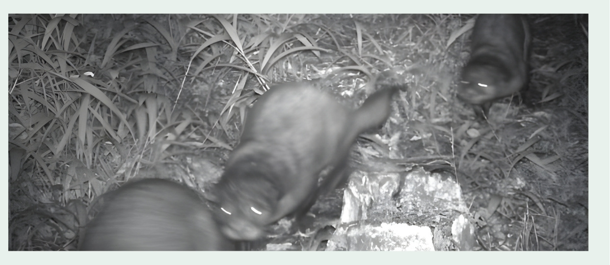 Otters at Karura Forest
