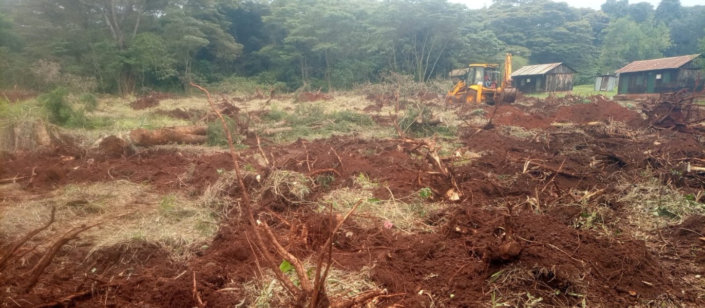 Friends of Karura demand immediate end to tree clearance