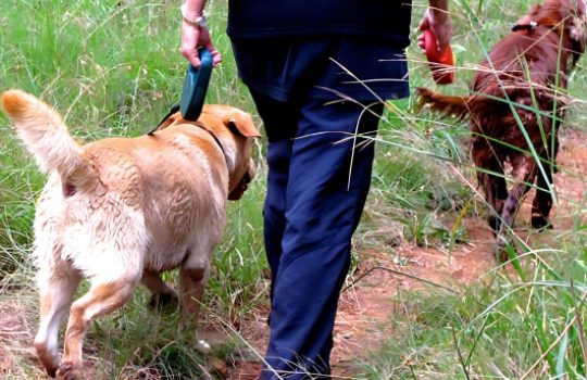 Dog-Walking_Karura-Forest